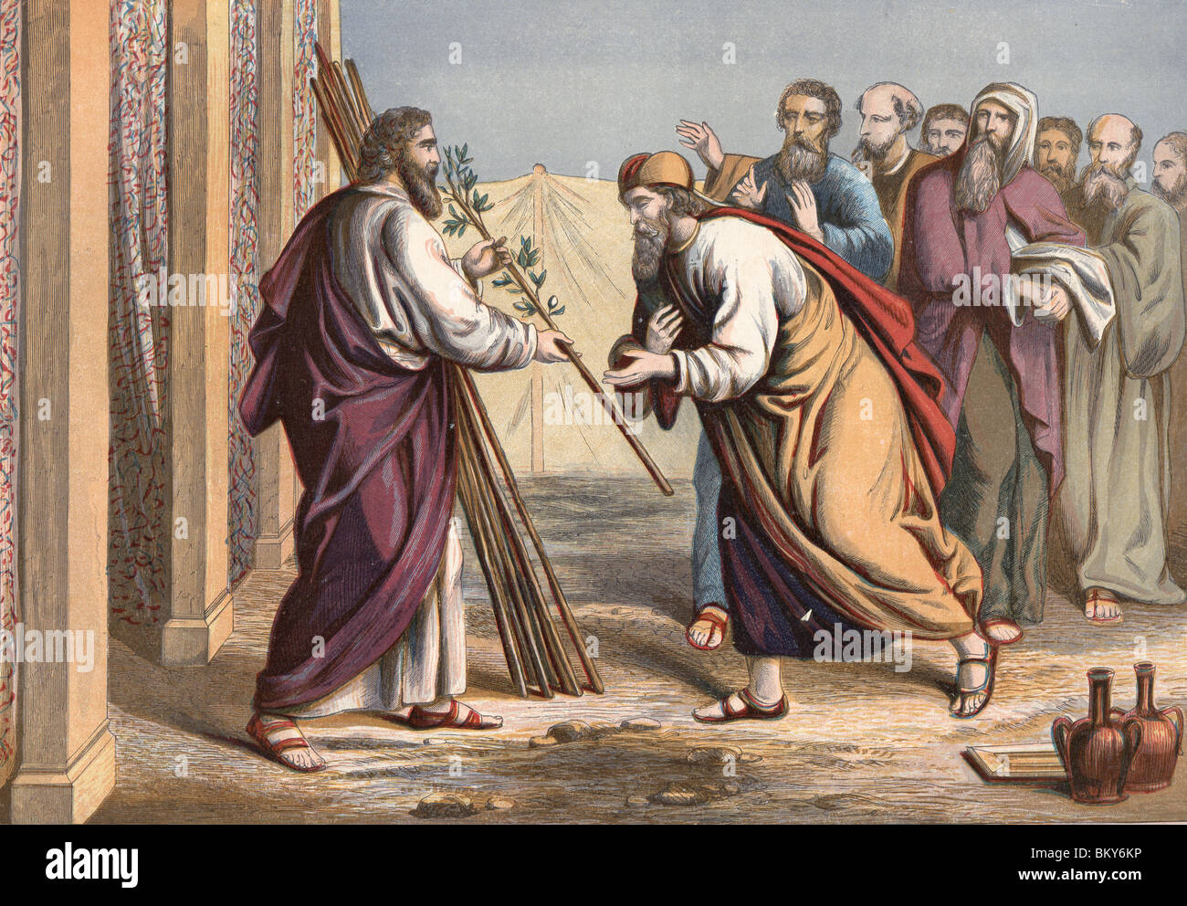 The Budding of Aaron's Rod Stock Photo Alamy