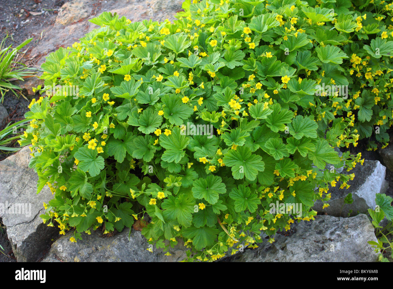 Waldsteinia geoides yellow spring flowers Stock Photo