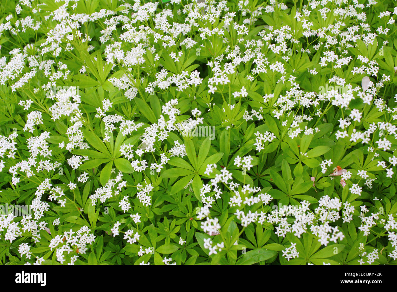 Woodruff  white spring flowers blooming Galium odoratum Stock Photo