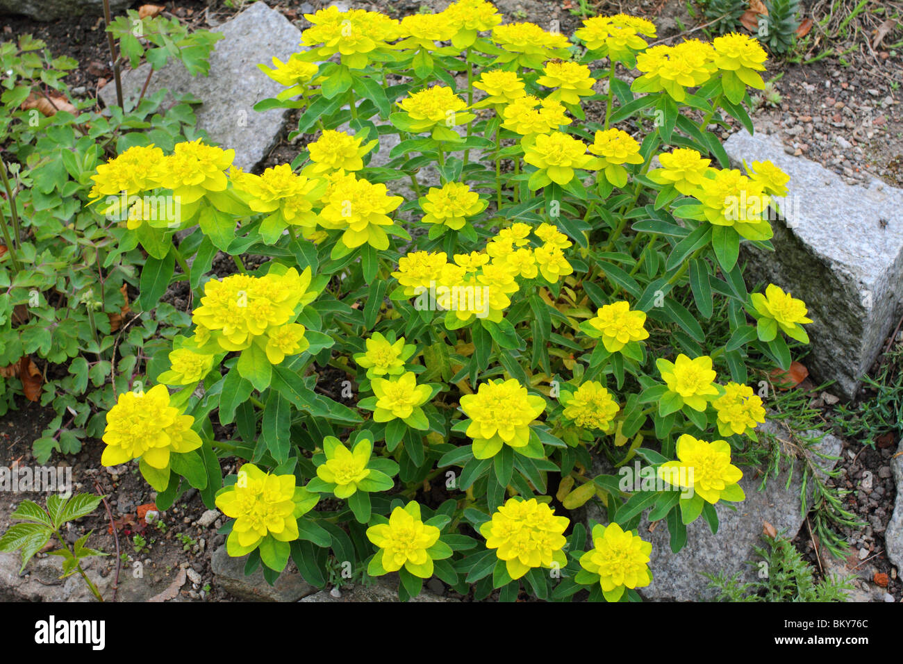 Yellow spurge spring flowers blooming Euphorbia epithymoides Stock Photo