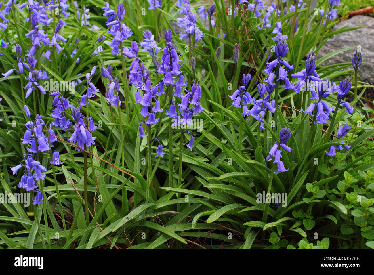 Spanish Bluebells Hyacinthoides hispanica in full bloom Stock Photo