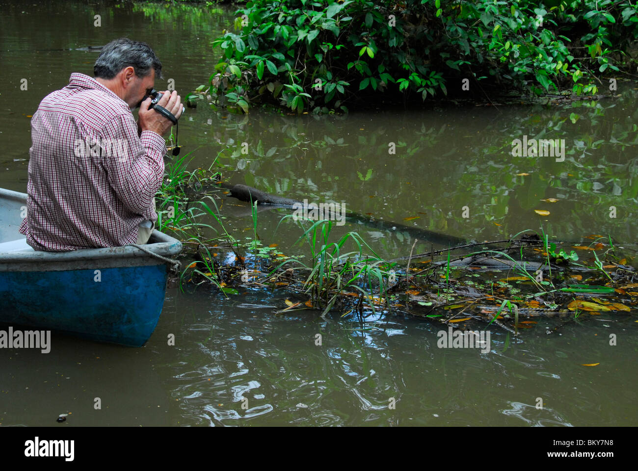 Tourist taking a picture of Spectacled Caiman in the swamp of Tortuguero National Park, Costa Rica, Central America Stock Photo