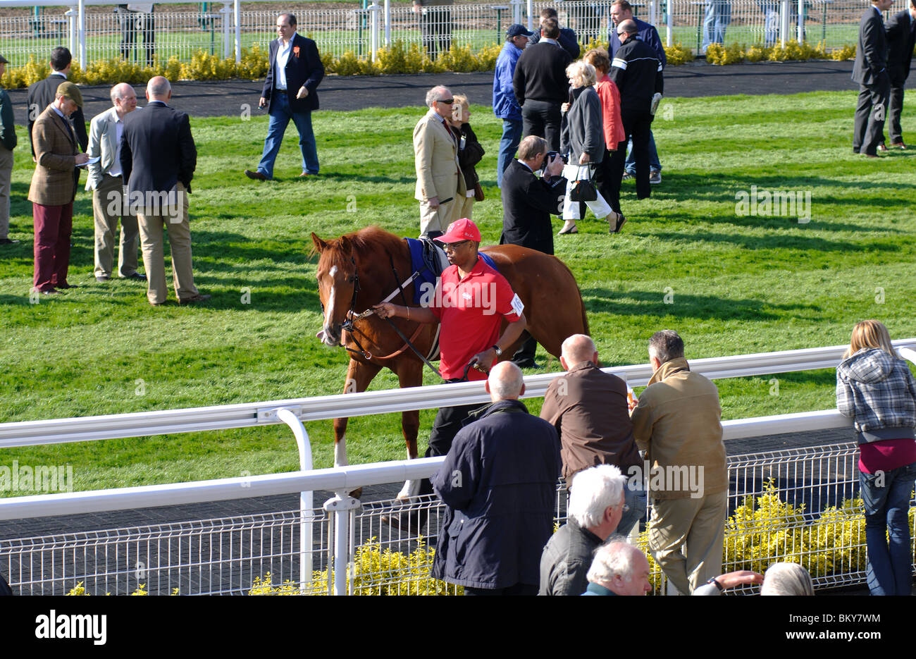 The Parade Ring at Warwick Races, UK Stock Photo Alamy