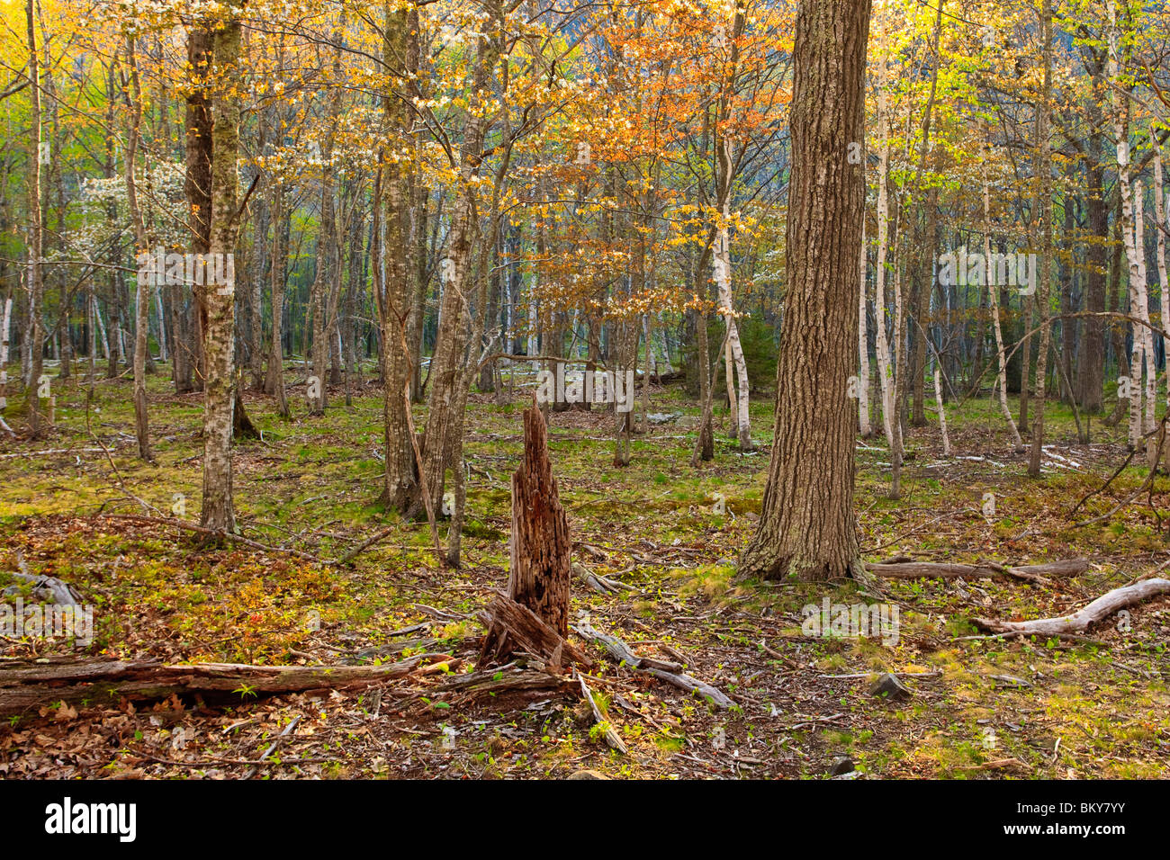 Hardwood forest hires stock photography and images Alamy