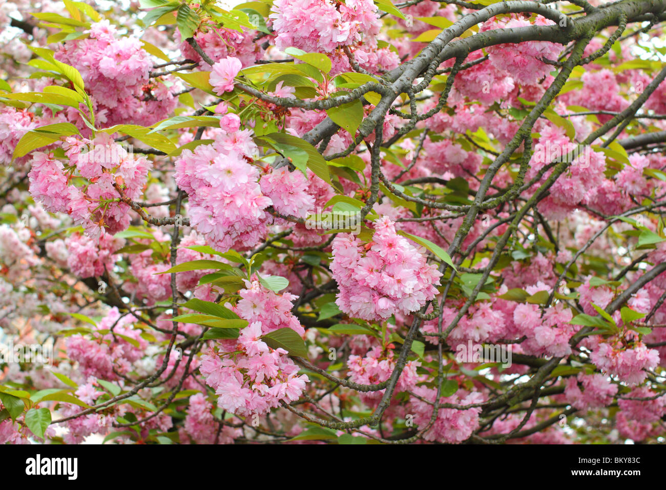 Pink spring cherry blossom Stock Photo