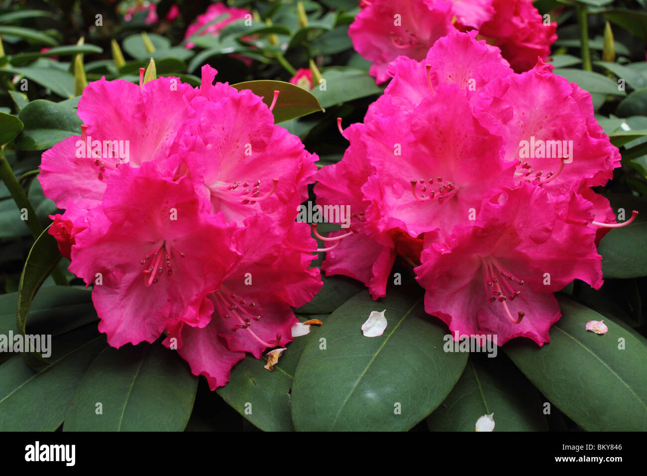 Fuchsia colored spring rhododendron blossom Rhododendron 'Germania' Stock Photo