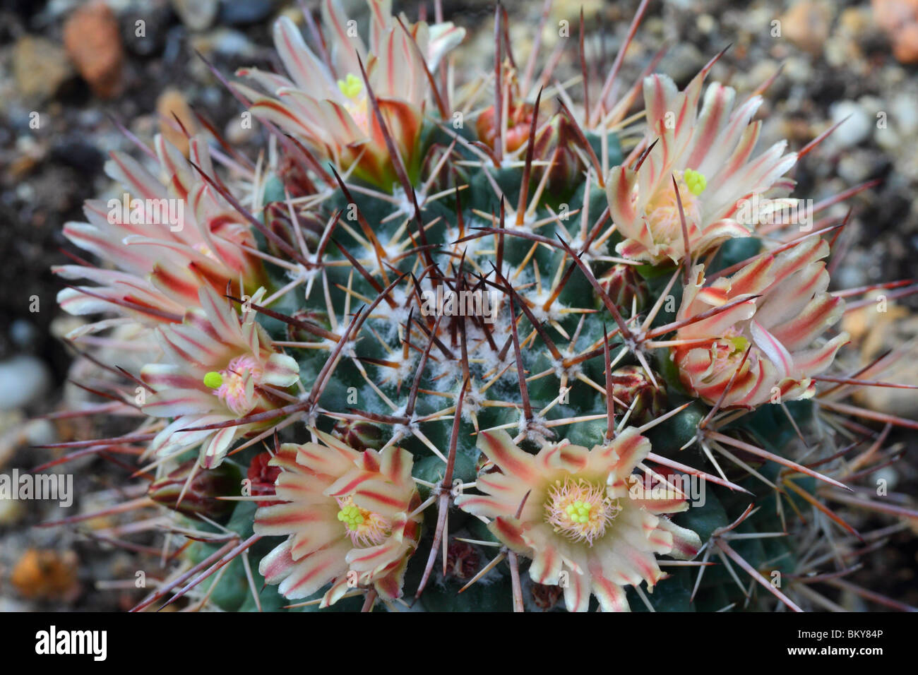 Cactus Mammillaria gigantea flowering Mamilaria Stock Photo