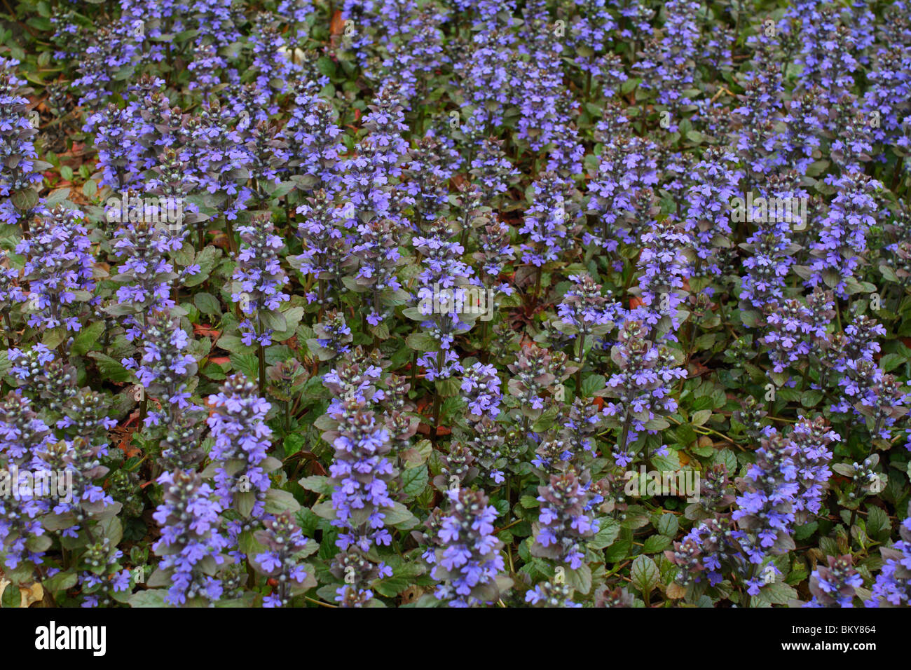 Blue bugle flowers Ajuga reptans Stock Photo - Alamy
