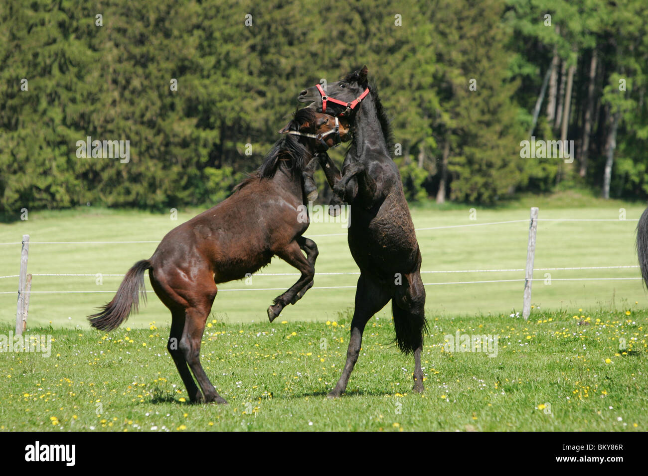 Playing horses horse hi-res stock photography and images - Page 4 - Alamy