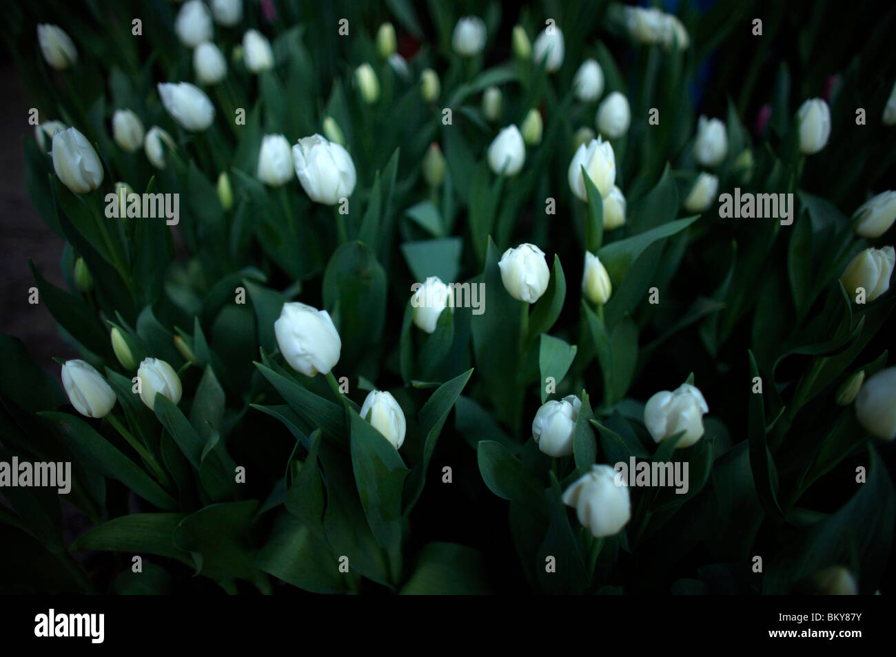 Tulips are displayed for sale in a shop in a flower market in