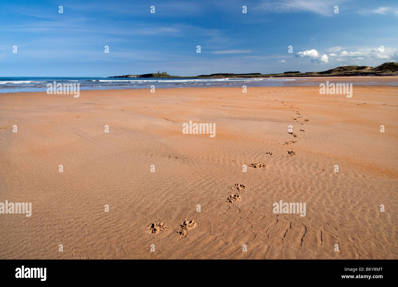Dog pawprints and Dunstanburgh Castle viewed from Embleton Bay Stock Photo