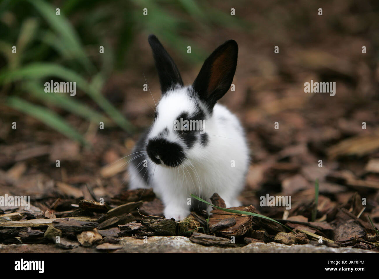 young bunny Stock Photo
