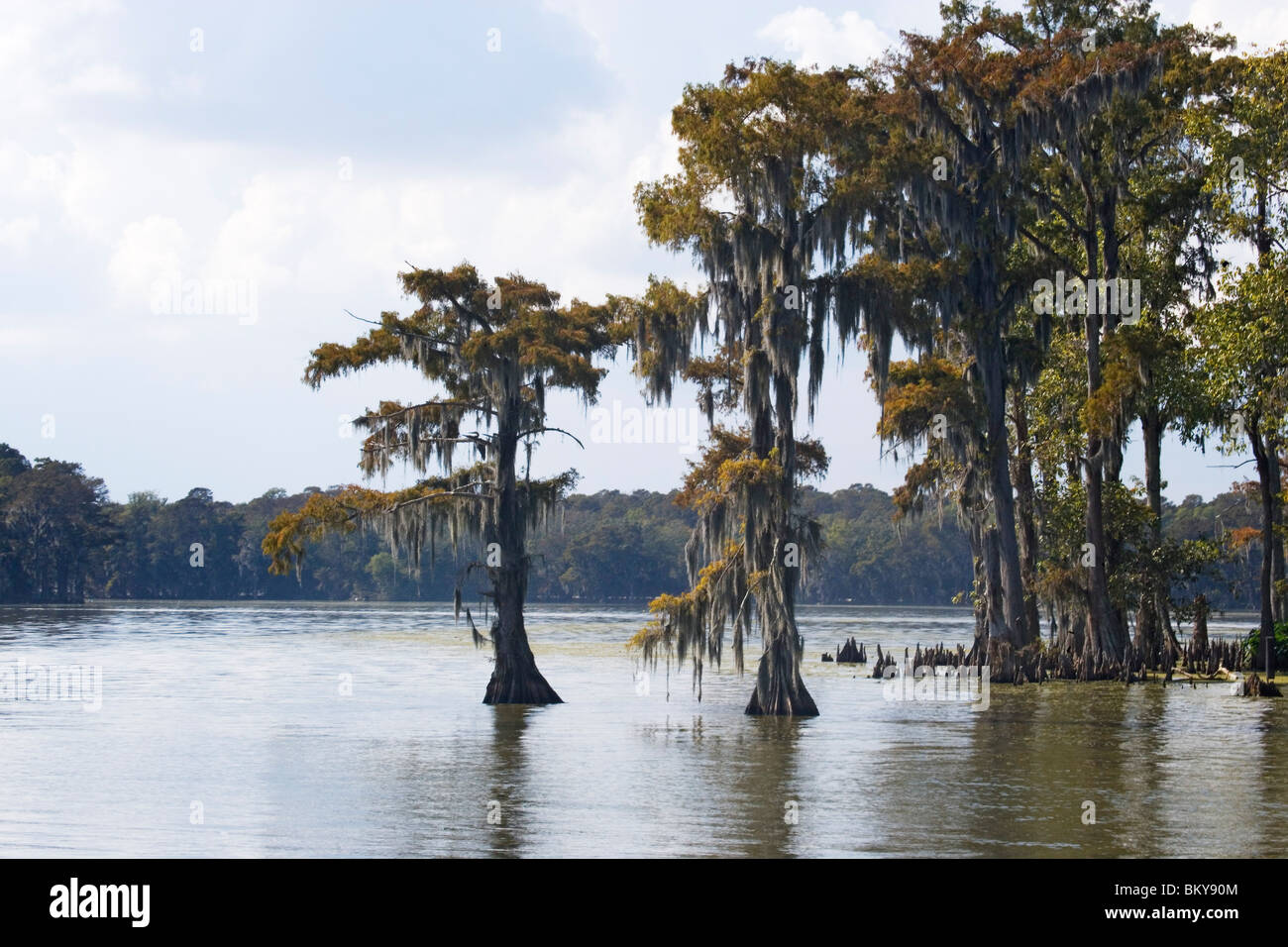Old cedar trees with spanish moss, on the edge of a bayou, Attakapas