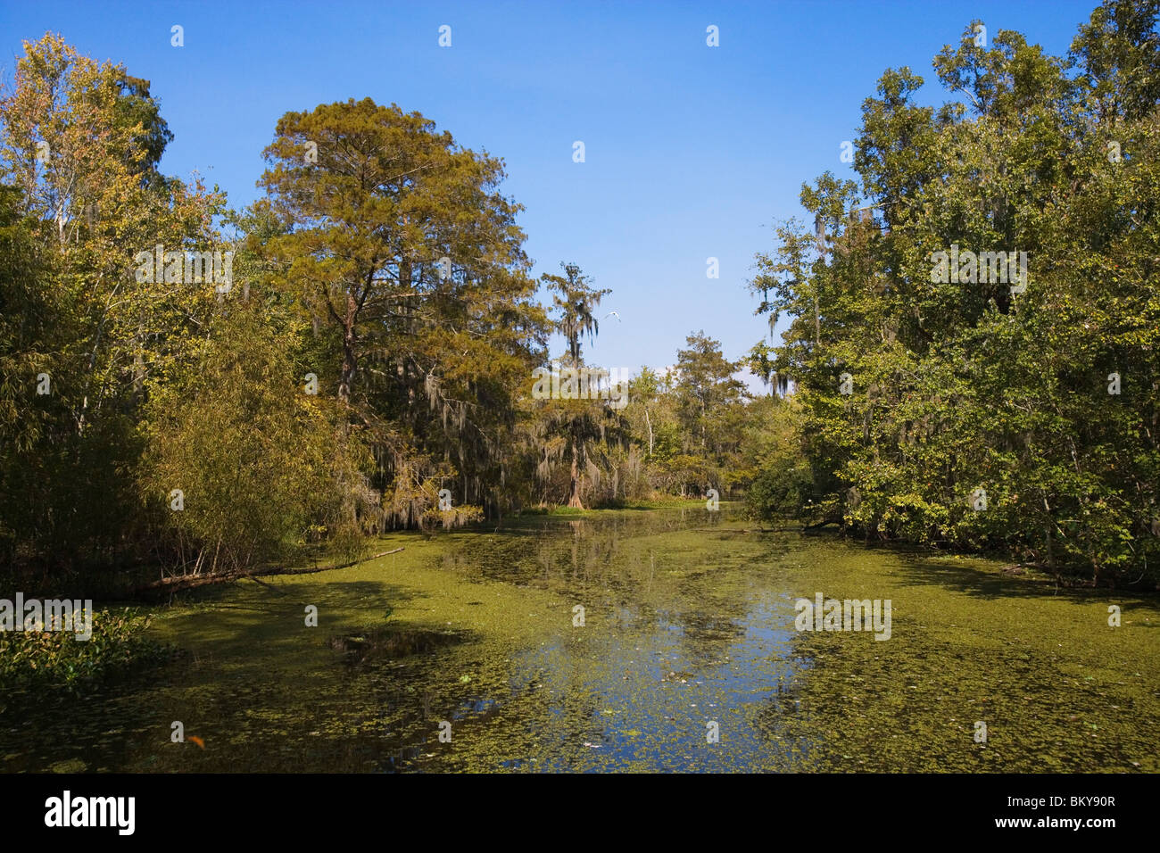 Bayou near Attakapas Landing on Lake Verret, near Pierre Part