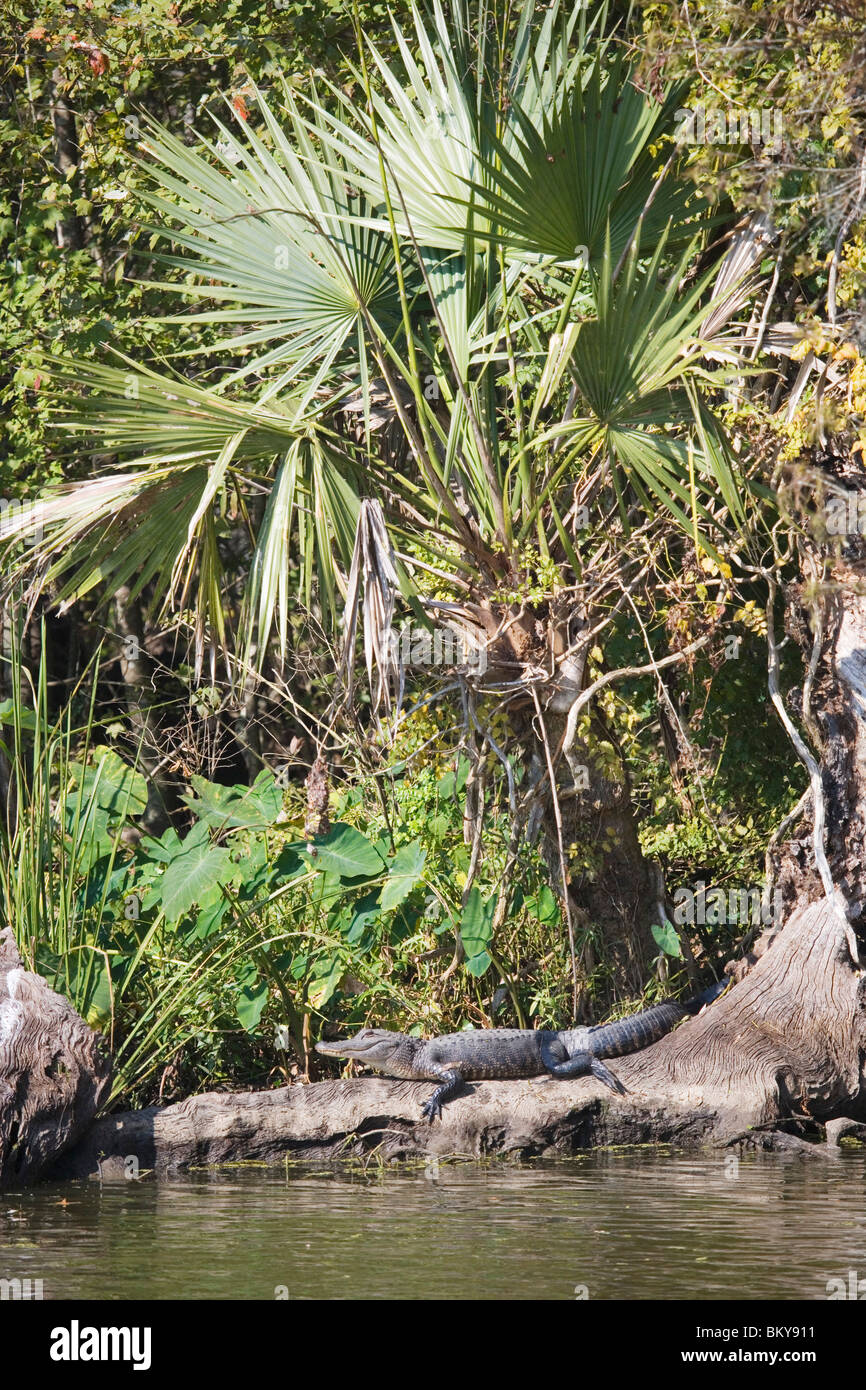 Alligator under a palmetto palm tree, Attakapas Landing on Lake Verret