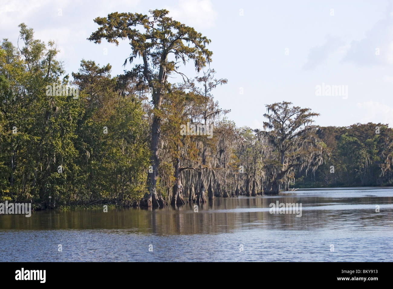 Old cedar trees with spanish moss on the edge of a bayou, Attakapas Landing on Lake Verret, near Pierre Part, Louisiana, USA Stock Photo