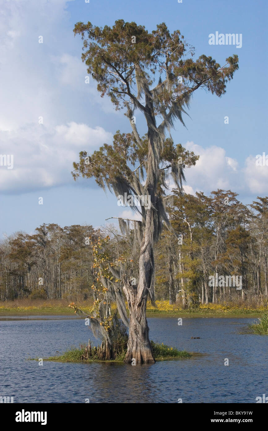 Old cedar trees with spanish moss on the edge of a bayou, Attakapas Landing on Lake Verret, near Pierre Part, Louisiana, USA Stock Photo