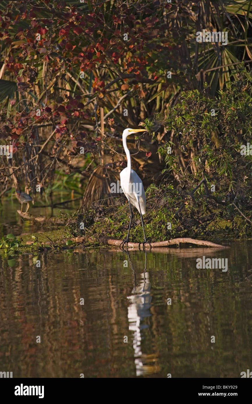 Great egret in a bayou near Attakapas Landing on Lake Verret, near Pierre Part, Louisiana, USA Stock Photo