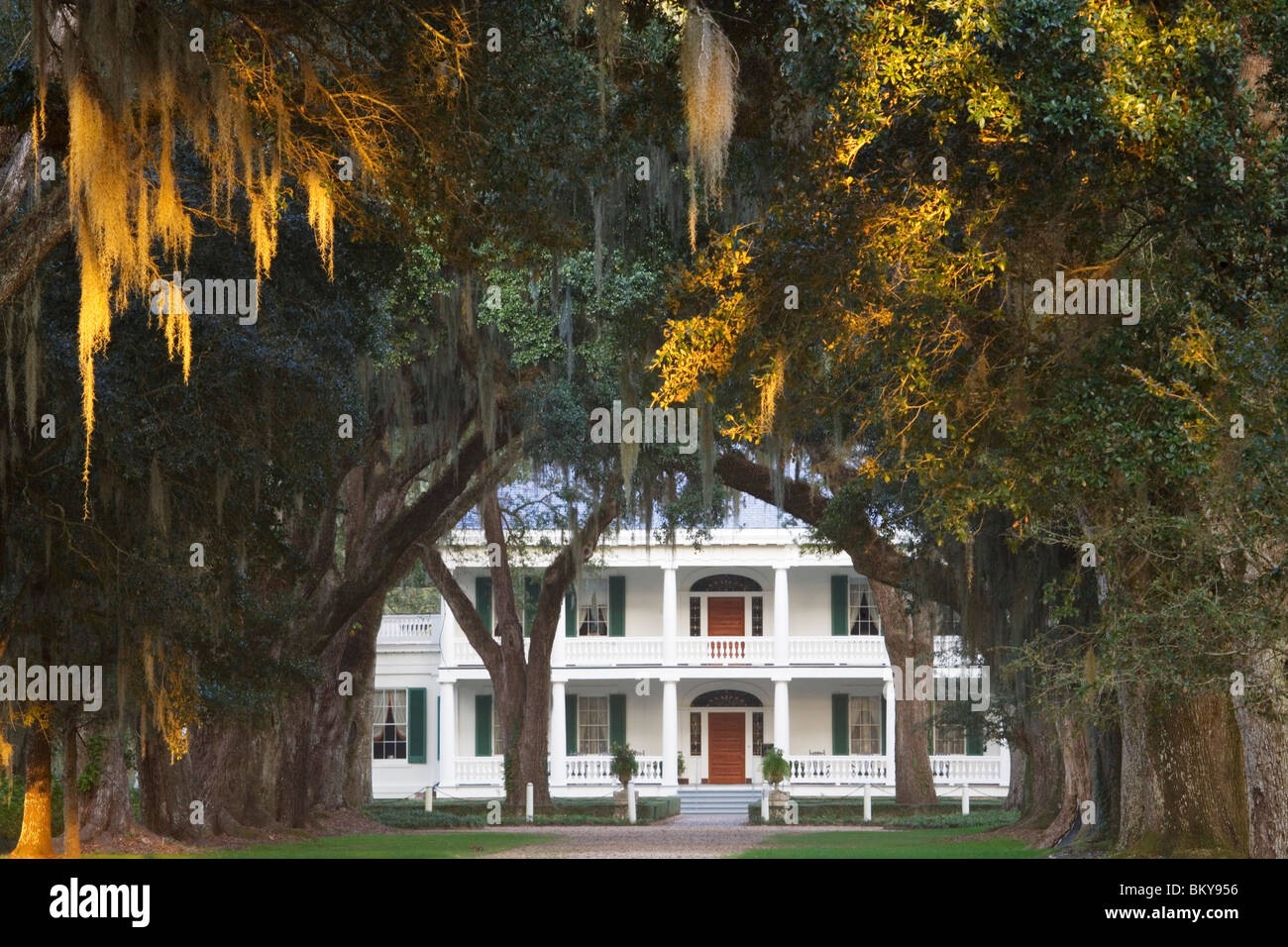 A Louisiana dream, an old oak alley leading towards the Rosedown