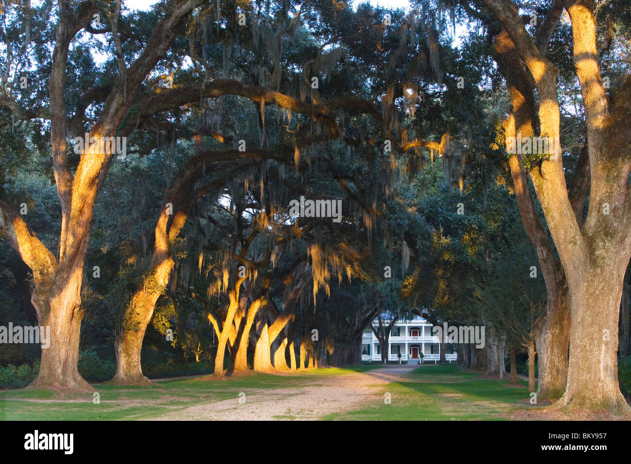A Louisiana dream an old oak alley leads towards Rosedown Plantation