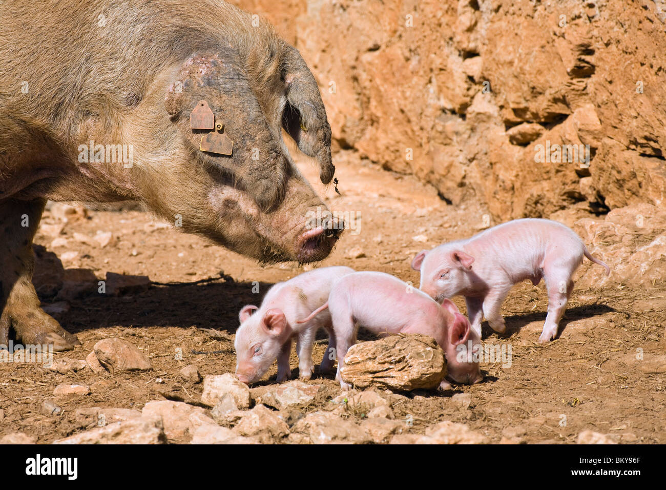 Domestic pig with piglets in the sunlight, Mallorca, Balearic Islands, Spain, Europe Stock Photo