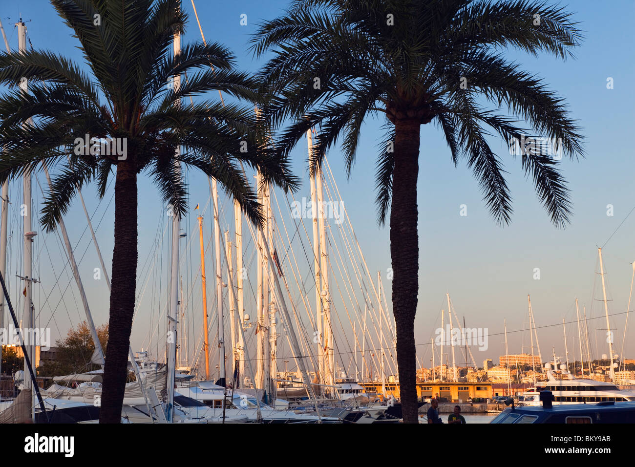 Marina of Palma at sunrise, Palma, Mallorca, Balearic Islands, Mediterranean Sea, Spain, Europe Stock Photo