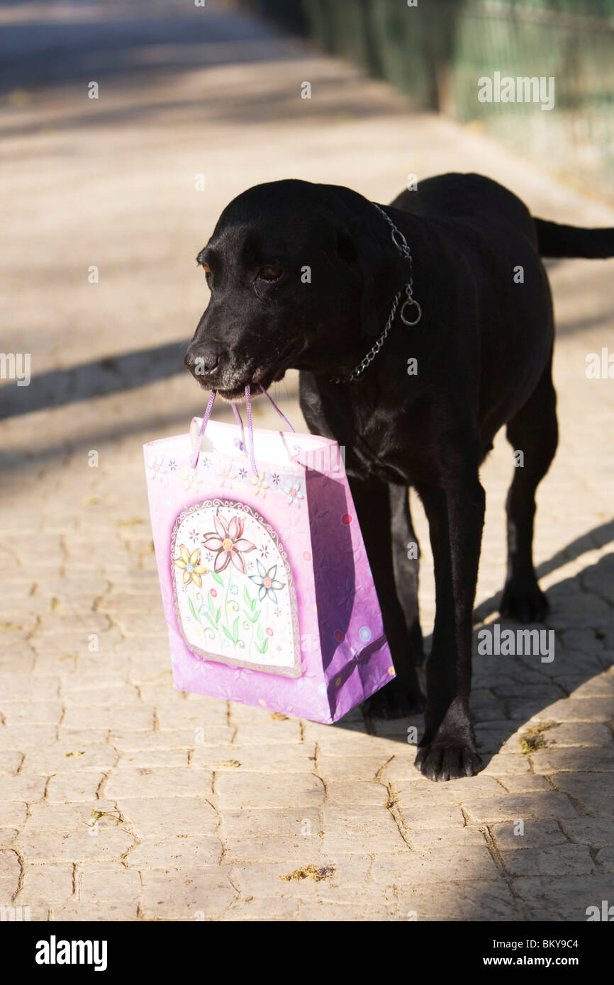 Dog carrying a shopping bag, Mexico City, Mexico D.F., Mexico Stock Photo