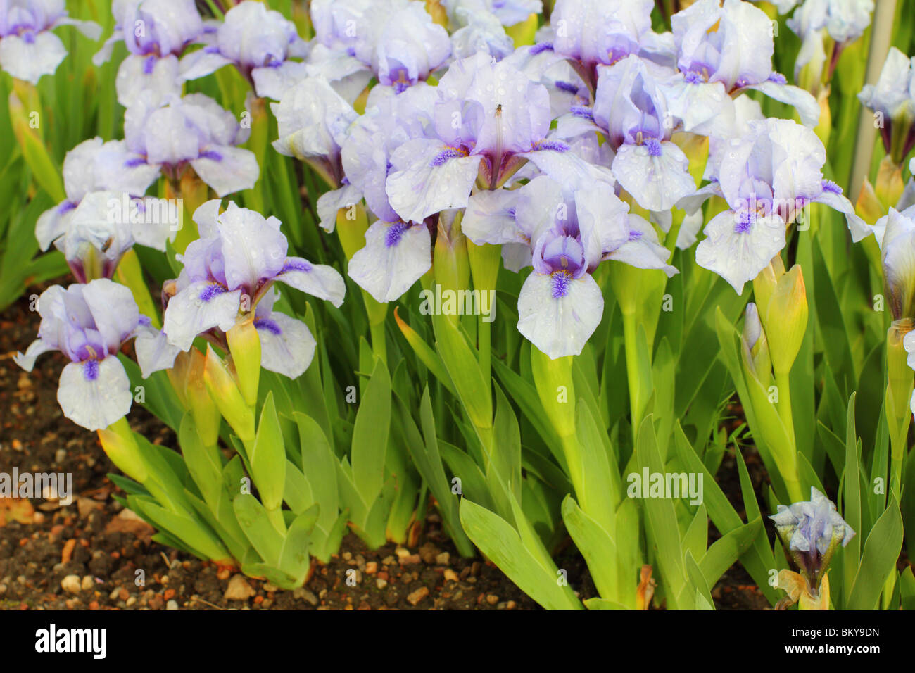 Violet white Iris 'Crystalline Entity' flowers close up Stock Photo