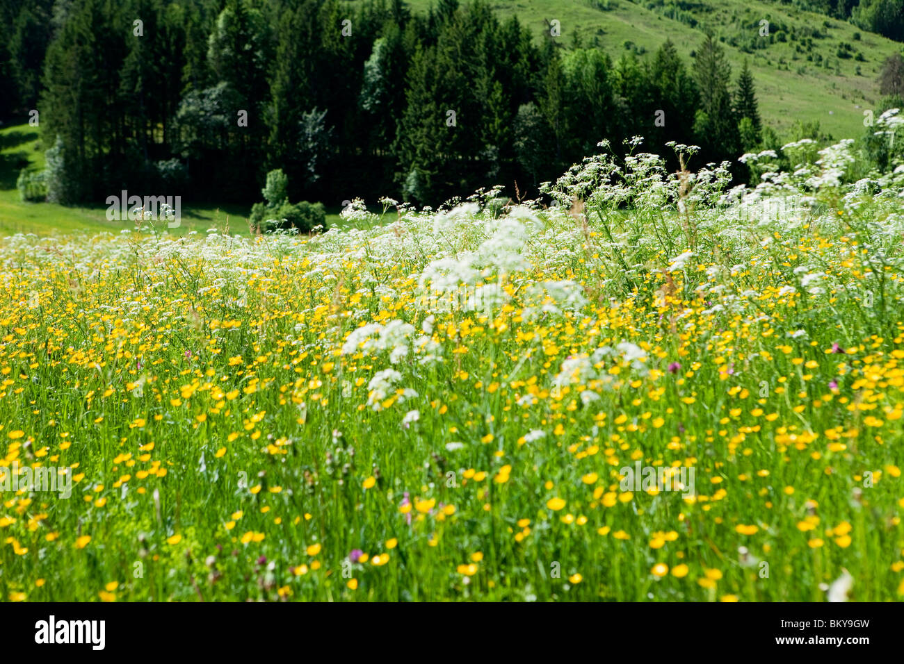 Flower meadow, mountain Staffel, Jachenau, Bavaria, Germany Stock Photo