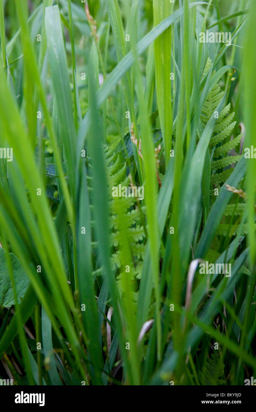 Grass and fern, Staffel, Jachenau, Bavaria, Germany Stock Photo