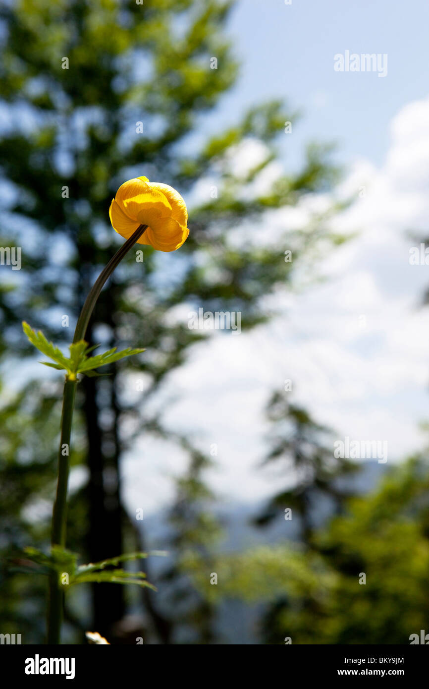 Globeflower, mountain Staffel, Jachenau, Bavaria, Germany Stock Photo
