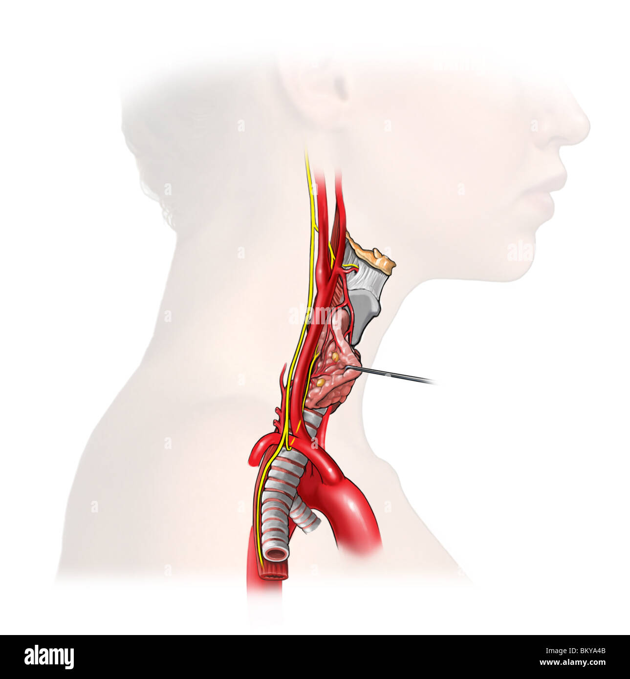 Vagus Nerve Stock Photos & Vagus Nerve Stock Images - Alamy