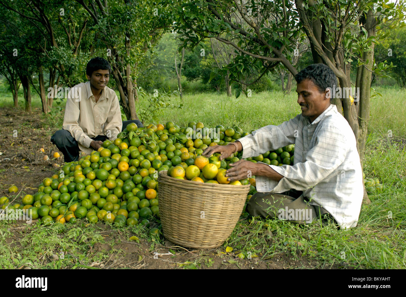 Orange fruits yield at Ralegan Siddhi near Pune, Maharashtra, India Stock Photo