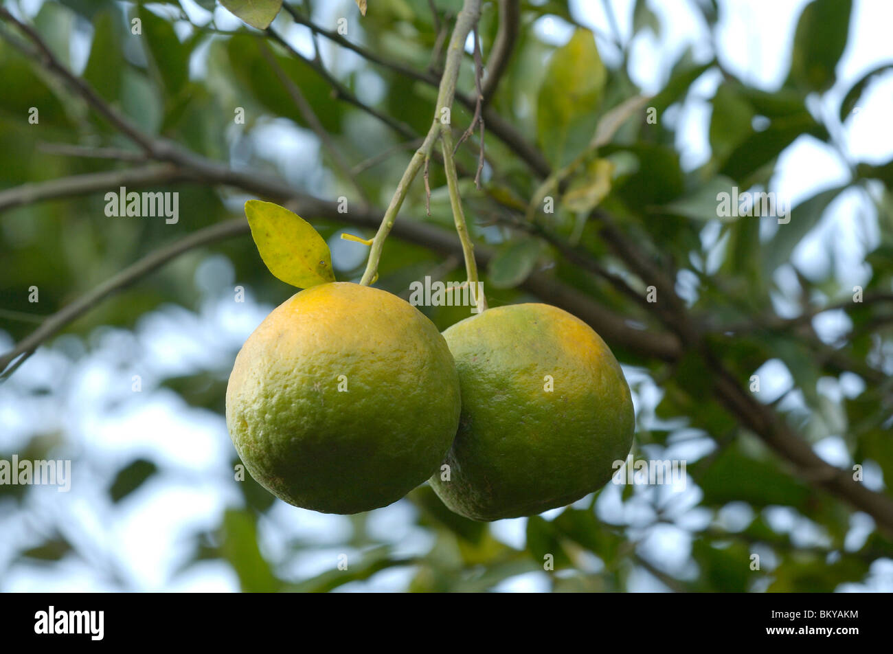 Orange fruits on trees at Ralegan Siddhi near Pune, Maharashtra, India Stock Photo
