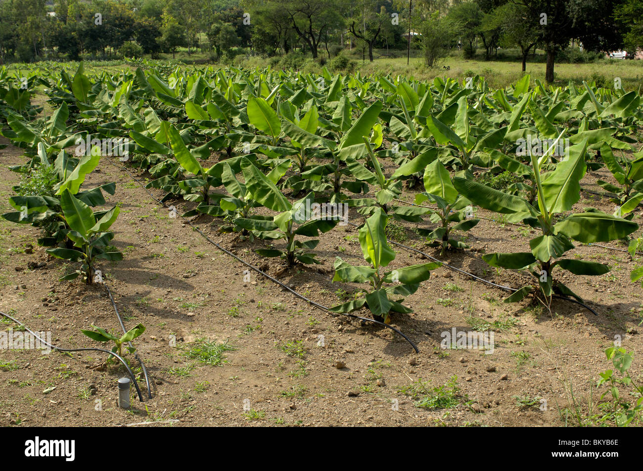 Banana plantation with drip irrigation at Ralegan Siddhi near Pune