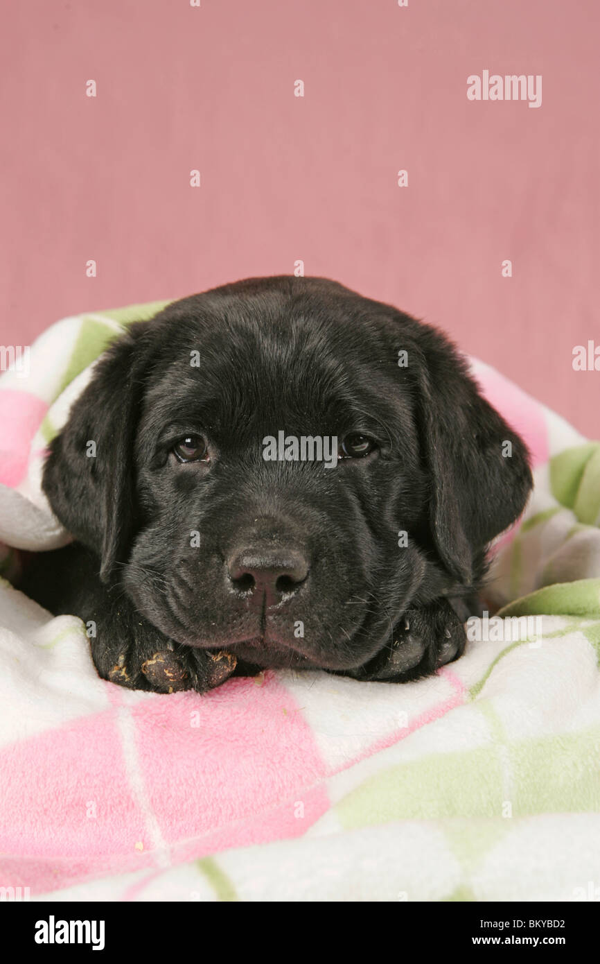 Labrador rose hires stock photography and images Alamy