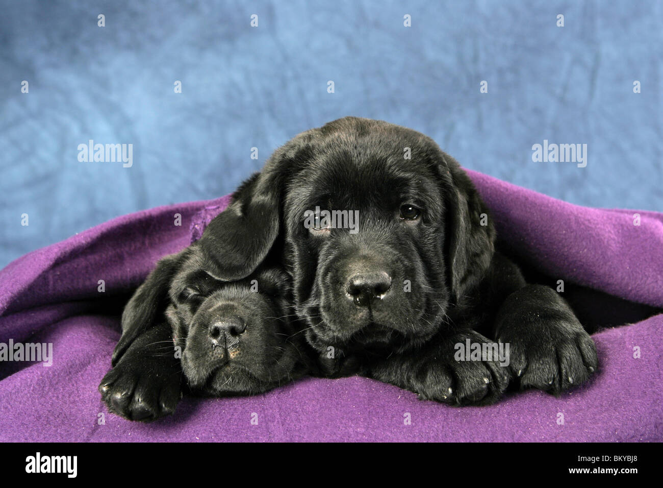 Labrador Retriever Puppies Stock Photo