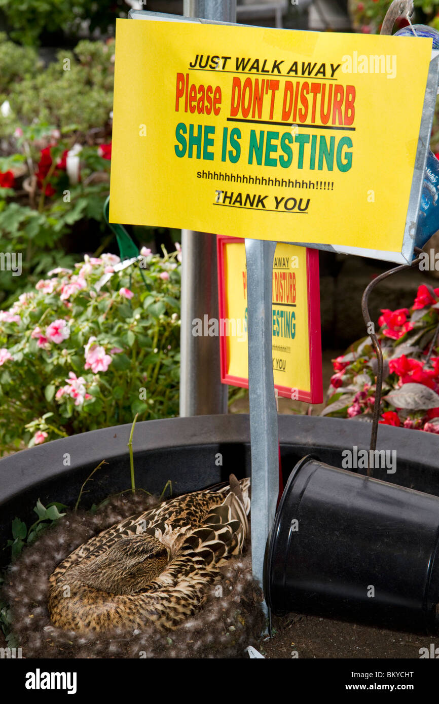 Duck nesting at garden store in Boise, Idaho USA.  She has returned for nearly 10 years to hatch ducklings. Stock Photo