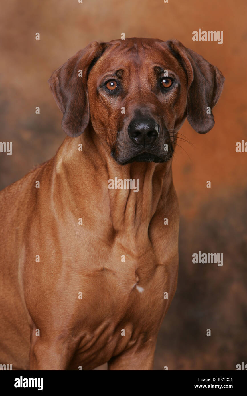 Rhodesian Ridgeback Portrait Stock Photo - Alamy