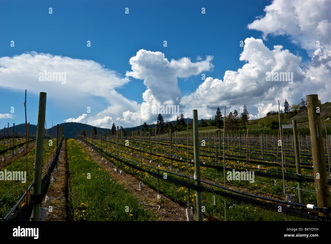 Organic vineyard weeds allowed to grow between trellis wires of grape vine rows Stock Photo