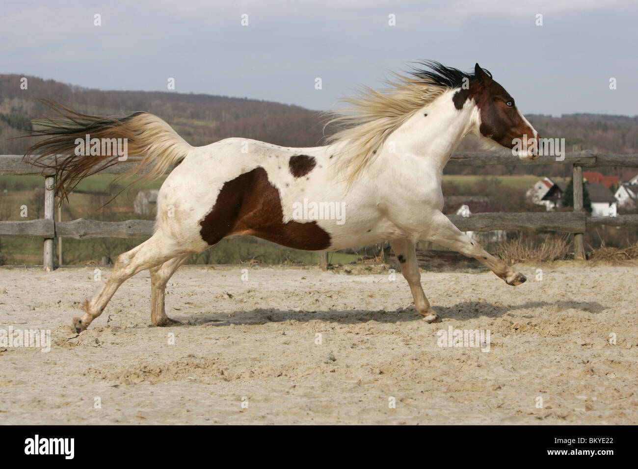 galloping Paint Horse Stock Photo