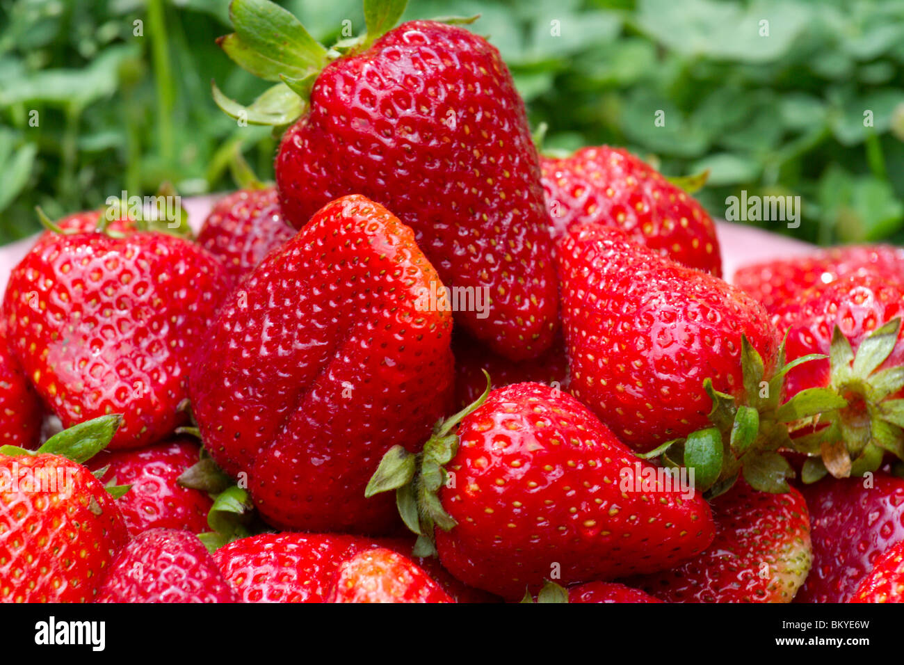 Juicy fresh strawberries in hi-res stock photography and images - Alamy