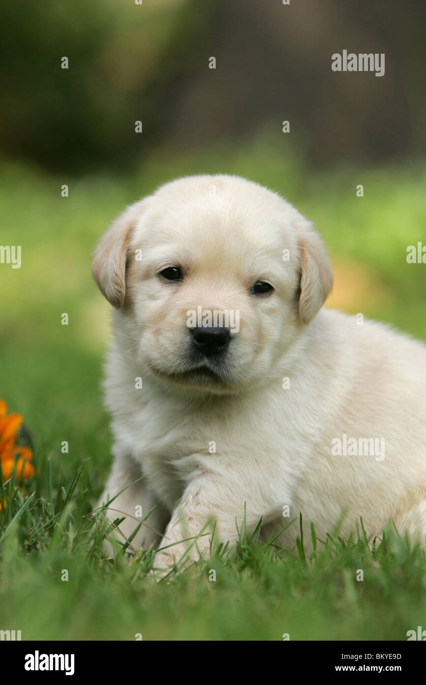 Yellow labrador retriever 1 month hi-res stock photography and images ...