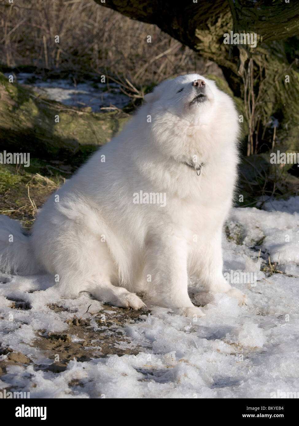 Samoyed in winter Stock Photo