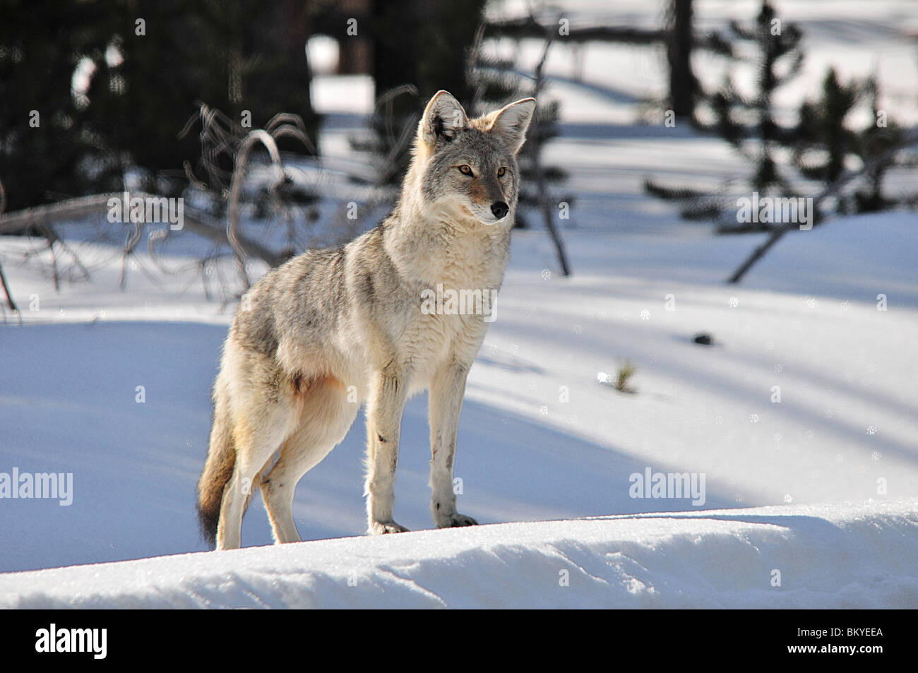 Coyote in Winter, Yellowstone National Park, Wyoming Stock Photo