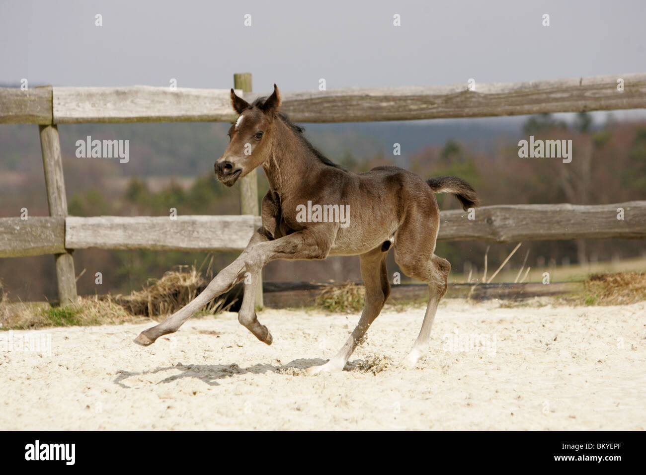 Quarter Horse Foal Stock Photo