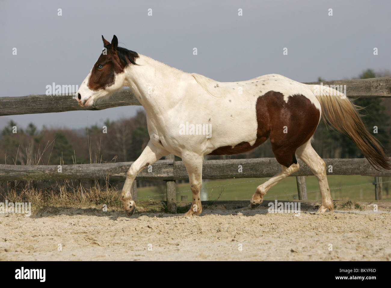 trotting Paint Horse Stock Photo Alamy