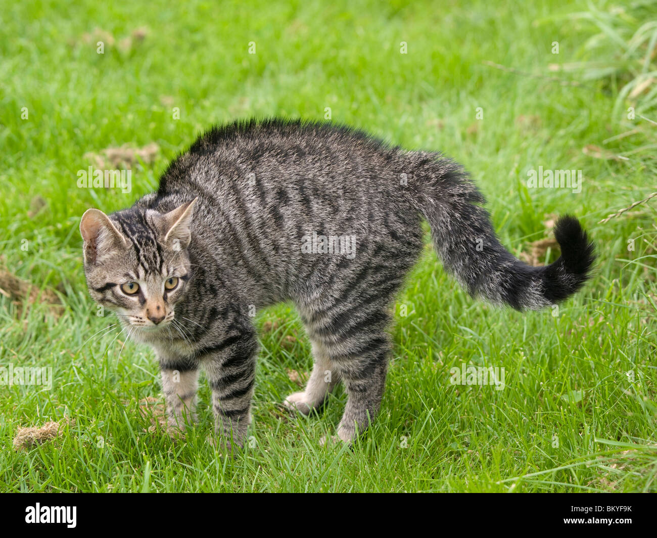 Arched cat hi-res stock photography and images - Alamy