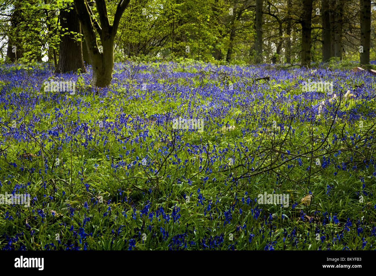 Bluebells during spring at Blickling Great Wood, Norfolk, UK. Stock Photo
