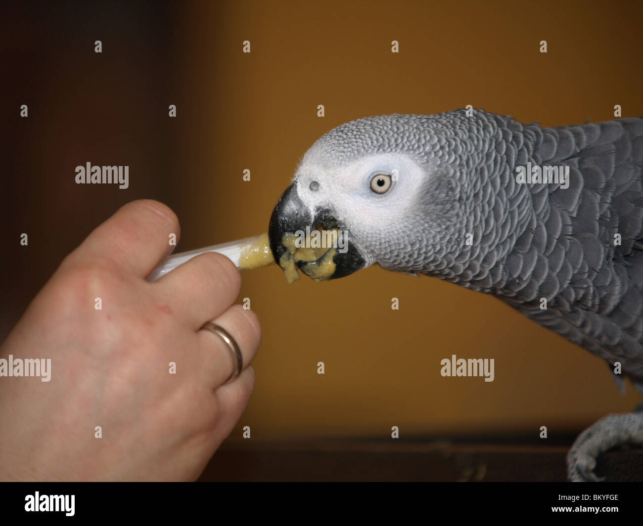 feeding african grey parrot Stock Photo Alamy